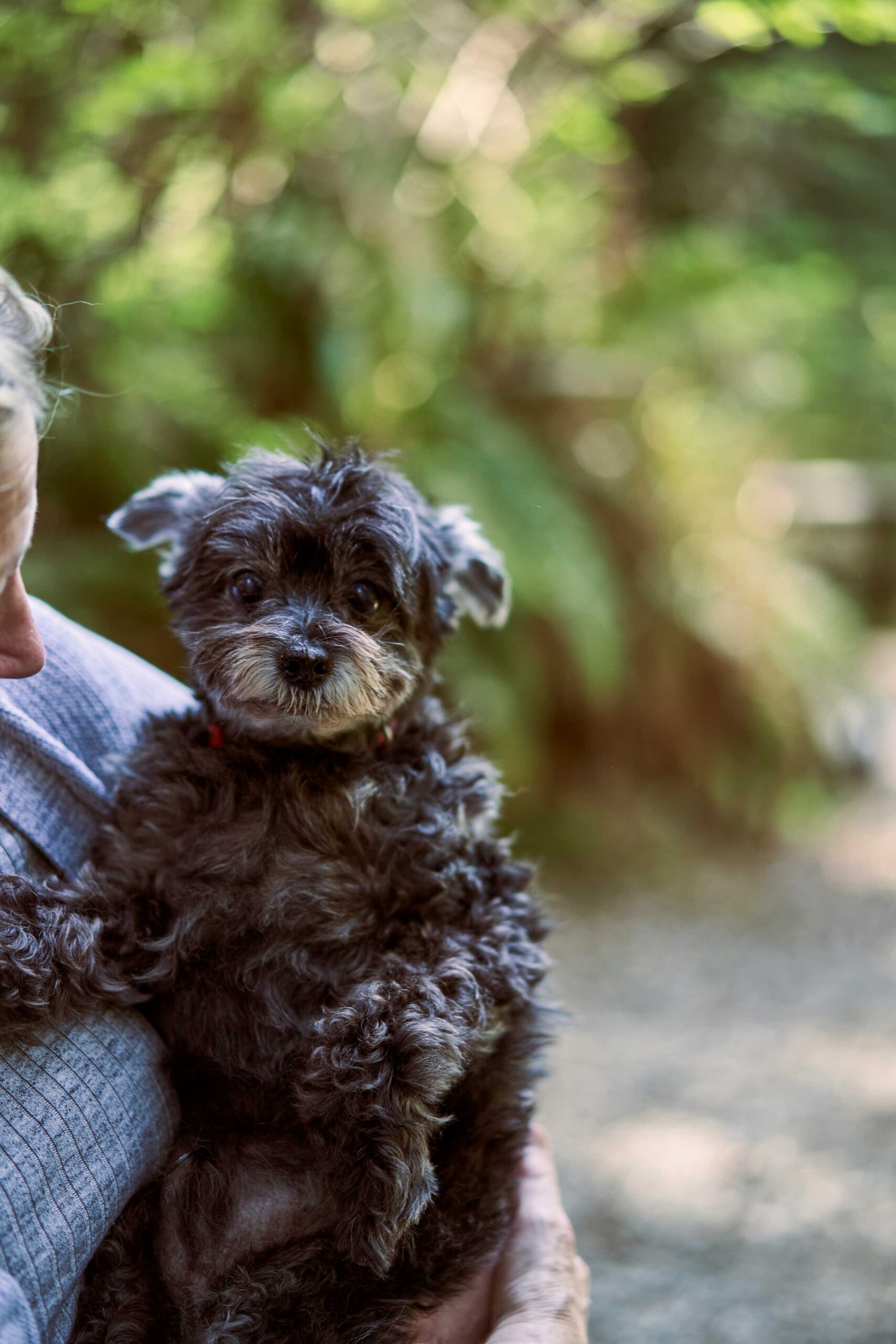 benefits of pet therapy for seniors