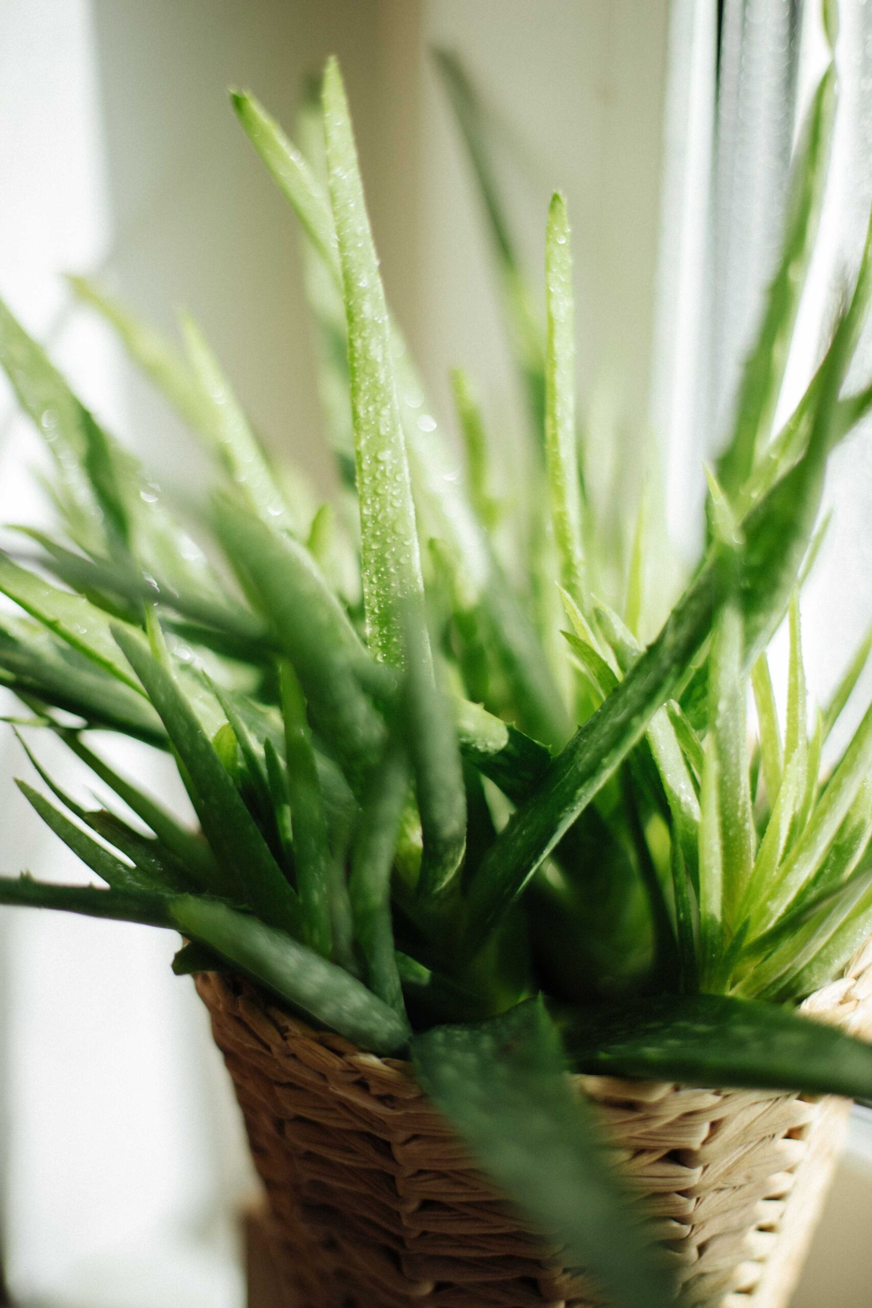 aloe vera oil for hair
