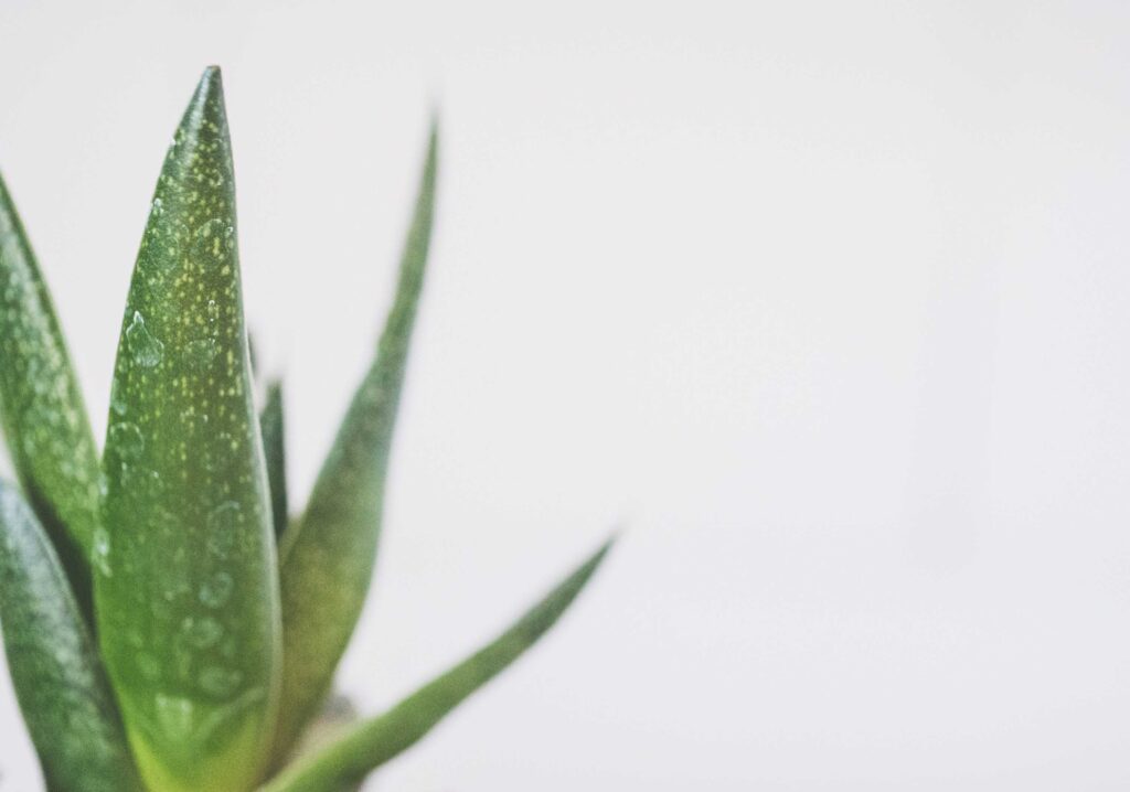 aloe vera during pregnancy