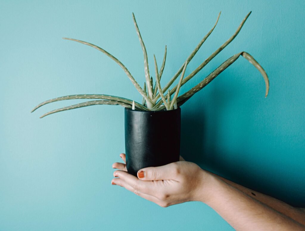 aloe vera for acne