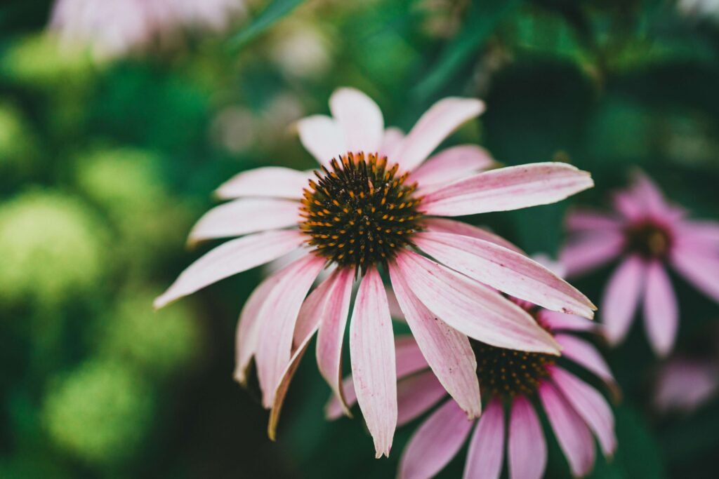 echinacea benefits for skin