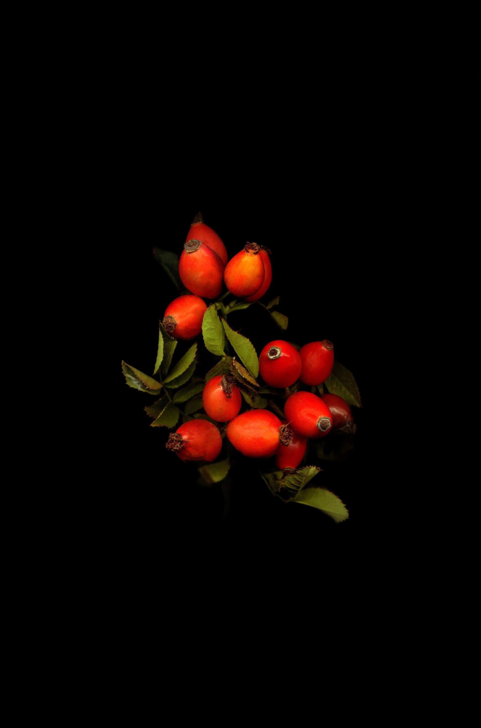 rosehip tea pregnancy