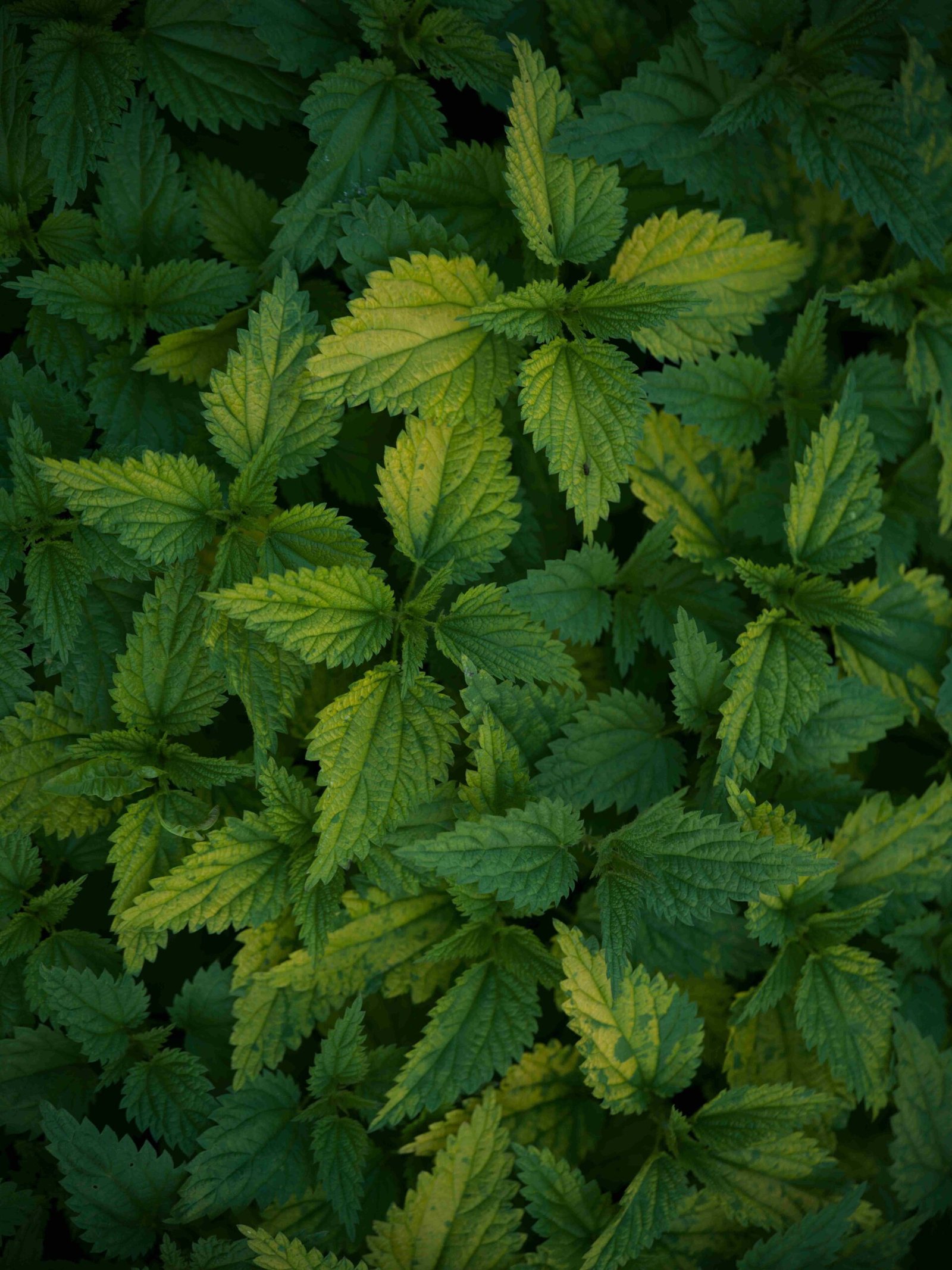 nettle tea and iron